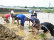 田植え